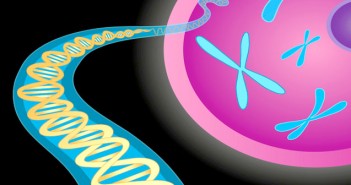 Genetic factor contributes to forgetfulness