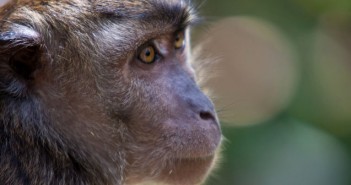 Monkeys also believe in winning streaks, study shows