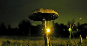 Psychedelic drugs should be legally reclassified as they may benefit patients