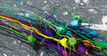 ‘Haven’t my neurons seen this before?’ How neurons respond to sequences of familiar objects