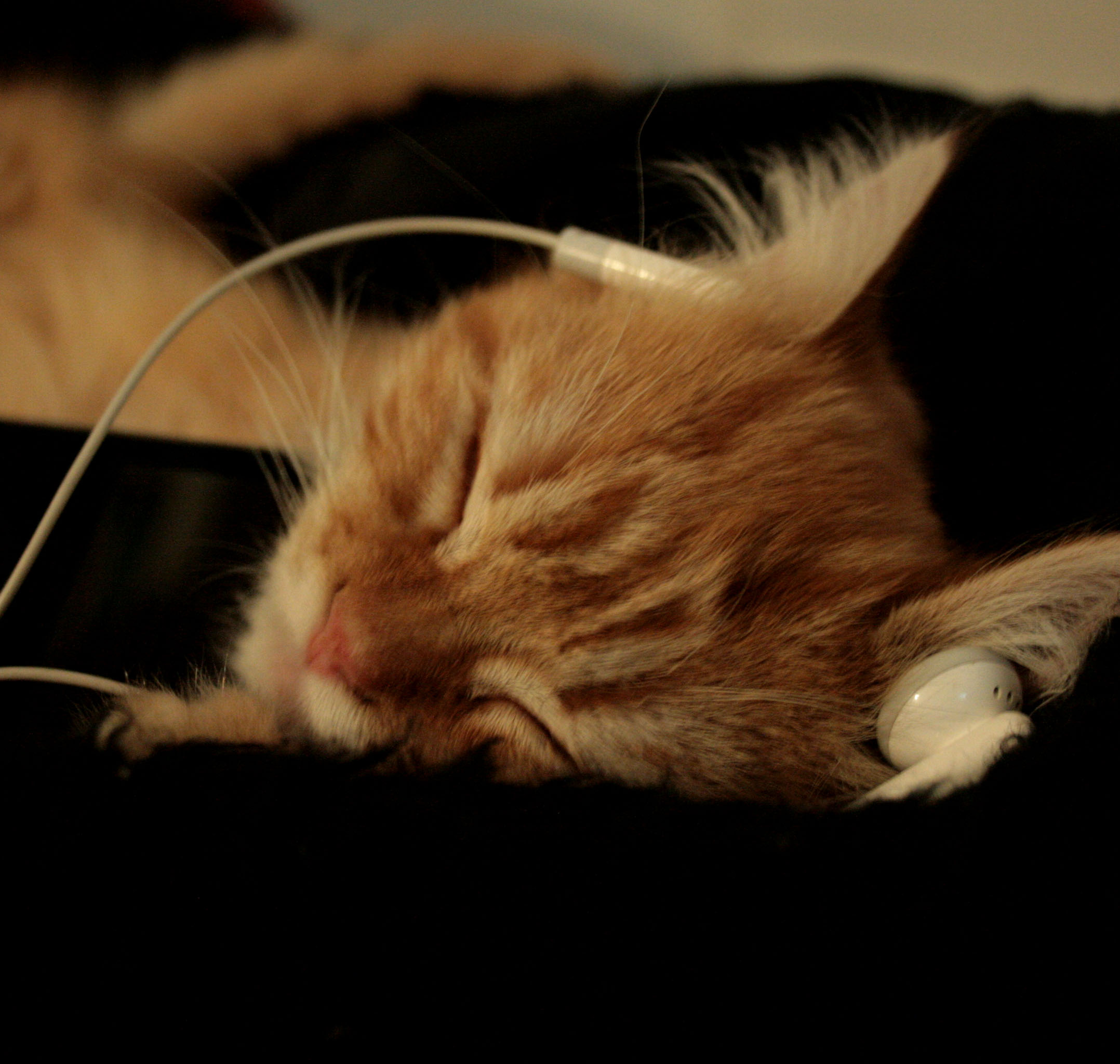 Cats relax to the sound of music