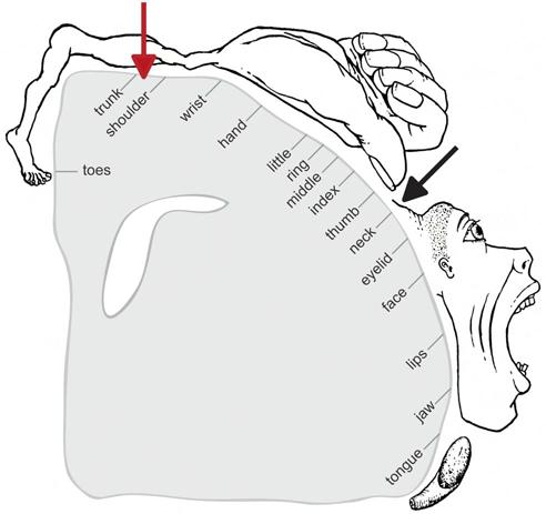 Red indicates neck area of motor cortex identified by Penfield + Rasmussen in 1950. Black indicates neck area identified by other studies, including Prudente et al 2015.