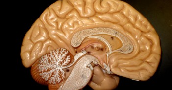 Novel peptide enhances natural mechanism to protect brain cells following cardiac arrest