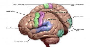 Brains of those with anorexia and bulimia can override urge to eat