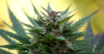 Delaying pot smoking to age 17 is better for teens’ brains, a new study suggests