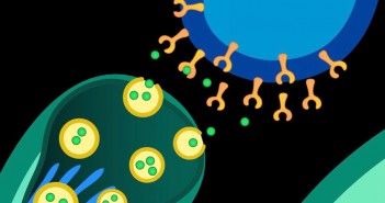 Oxytocin improves synchronization in leader-follower interaction