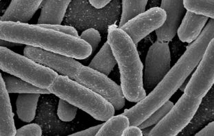 Sleep loss tied to changes of the gut microbiota in humans