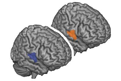 As two people conversing rely more and more on previously shared concepts, the same area of their brains -- the right superior temporal gyrus -- becomes more active (blue is activity in communicator, orange is activity in interpreter).
