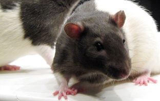 Scientists are unraveling the secrets of what happens in the human brain during an orgasm by studying lab rats