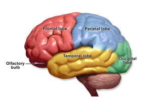 Sex differences in brain activity alter pain therapies