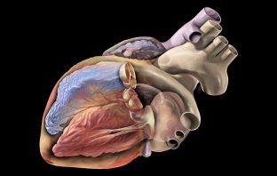 Psychologists discover why our brain suppresses the perception of our own heartbeat