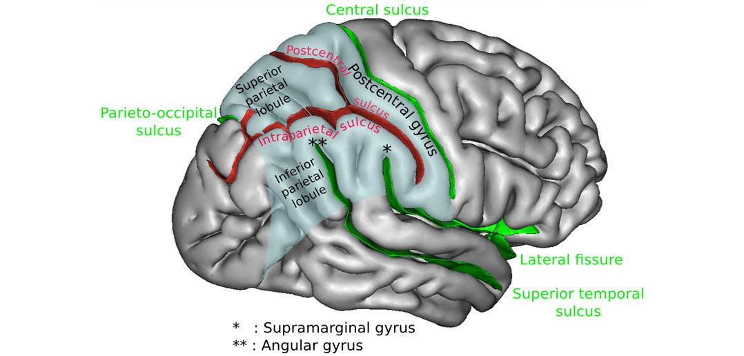 Researchers pinpoint part of the brain that recognizes facial expressions