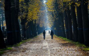 Study finds trees are linked to the reduction of psychological stress
