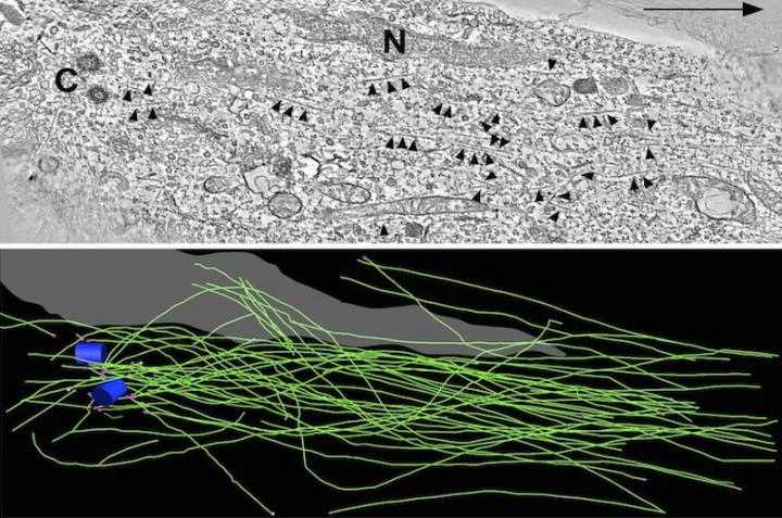 A selected electron tomography slice shows microtubules, with the arrows indicating the direction of migration (top). The researchers used electron tomography to construct a 3-D model (bottom), and found that whereas most microtubules (green) are attached to the centrosome (blue), a small number are unattached. The unattached microtubules are able to undergo motor-driven sliding, which helps neurons migrate in a straight line.