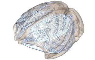 Neural networks — why larger brains are more susceptible to mental illnesses
