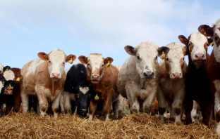 How we believe our meat is raised can influence how it tastes