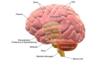 Ancient brain area controls eye movements