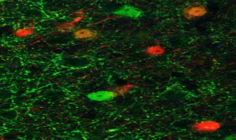 Increasing the activity of the neurotransmitter GABA has antidepressant effects in mice