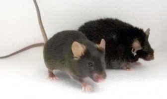 Inactivity in obese mice linked to altered dopamine receptors and a decreased motivation to move