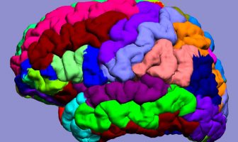 Alzheimer’s disease linked to the metabolism of unsaturated fats, new research finds