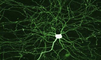New discovery could be a major advance for neurological diseases