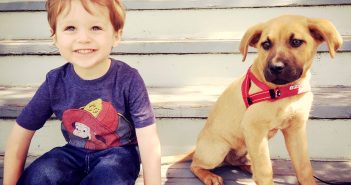 Study sheds new light on how dogs’ personalities can change over time