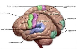 Stuttering: Stop signals in the brain disturb speech flow
