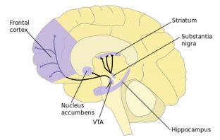 Strength training reduces heroin use by altering key neurological system, study finds