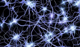 How newborn neurons find their proper place in the adult brain