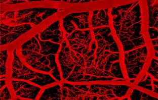 Electrical ‘switch’ in brain’s capillary network monitors activity and controls blood flow