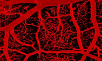 Electrical ‘switch’ in brain’s capillary network monitors activity and controls blood flow