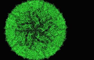 How prenatal maternal infections may affect genetic factors in autism spectrum disorder
