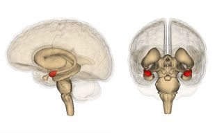 Research suggests amygdala neural circuits drive pleasure-inducing behavior