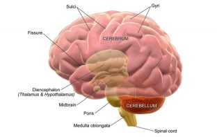 Researchers map brain activity to improve prosthetic design