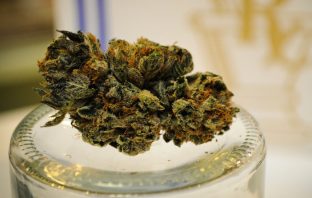Marijuana may help HIV patients keep mental stamina longer, study finds