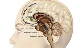 Study: Problematic pornography use resembles pathological gambling in the brain