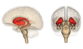Neuroimaging study finds intolerance of uncertainty is linked to an enlarged striatum in the brain
