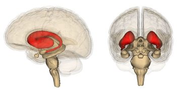 Study: Cannabis addiction linked to altered connectivity within the brain’s striatum