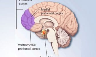 Study suggests collectivism is associated with particular pattern of brain connectivity