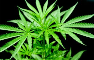 Cannabis consumption associated with increased violent behavior in young people in psychiatric care