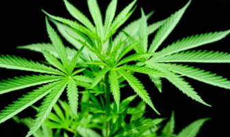Scientists want to know if cannabis-based medicines can help with ADHD