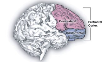 Study indicates teenagers’ orbitofrontal cortex volume predicts the onset of future cannabis use