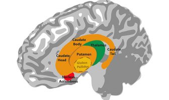 Study of 15,847 people worldwide uncovers sex differences in the asymmetry of major brain structures
