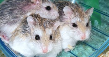 Exposure to dim light at night increases depressive-like behaviors in offspring, study finds