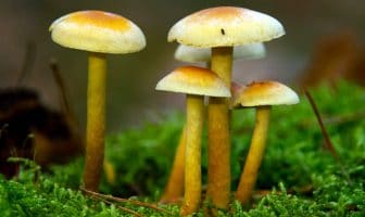 Psychedelic mushrooms reduce authoritarianism and boost nature relatedness, experimental study suggests