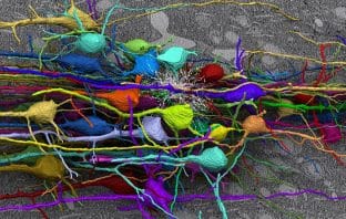 ‘Simple, but powerful’ model reveals mechanisms behind neuron development