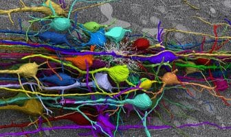 ‘Simple, but powerful’ model reveals mechanisms behind neuron development