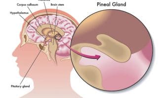 No reason to believe the pineal gland alters consciousness by secreting DMT, psychedelic researcher says