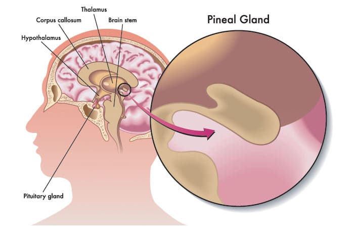 no-reason-to-believe-the-pineal-gland-alters-consciousness-by-secreting