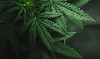 New research indicates that cannabinoids could be efficacious pain management options